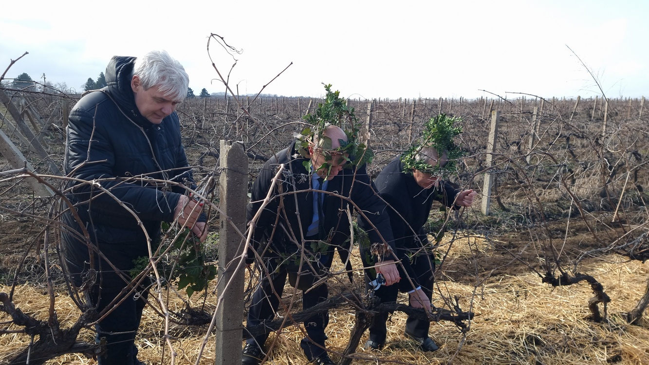 Традиционен ритуал по зарязване на лозята се състоя в местността „Томовското“
